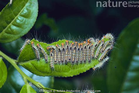 Stock Photo Of Tea Tussock Moth Caterpillar Larvae Euproctis
