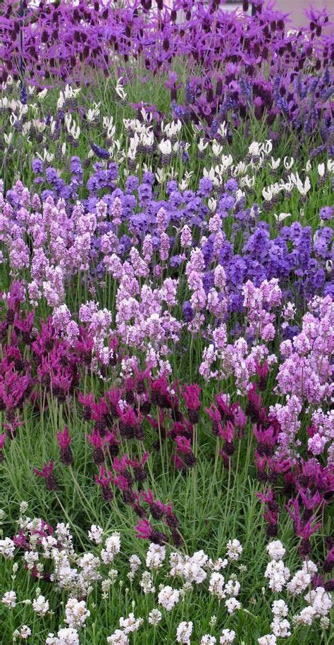 Flowers In Varying Purple Shades Purple Garden Lavender Garden