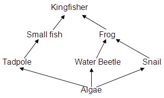 Food chain definition in biology. Food Chains, Food Webs, Biomass Pyramids, and Cycles - Qld ...