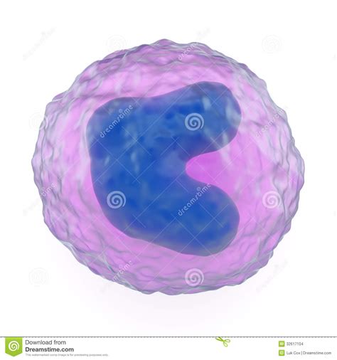 Monocyte Ilustração Stock Ilustração De Microbiologia 32617104