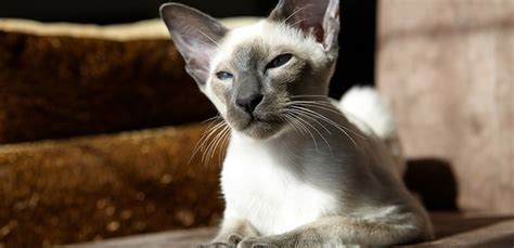 Javanese Cat Breed Information Characteristics And Facts