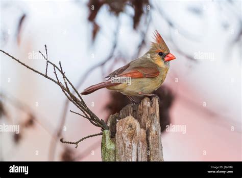 Female Cardinal Bird Hi Res Stock Photography And Images Alamy