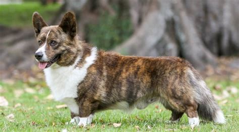 Cardigan Welsh Corgi Dog Breed Information Facts Traits And More