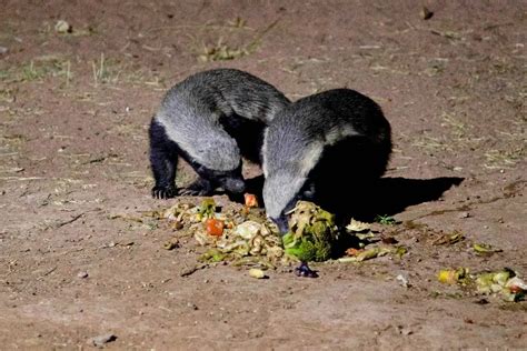 What Do Honey Badgers Eat Naturenibble
