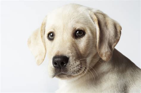 Labrador Retriever Named No 1 Most Popular Dog Breed For 25th Year In