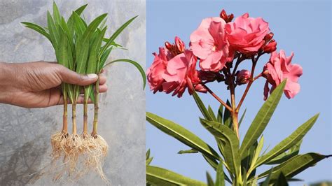 Magical Way To Grow Oleander Plant From Cutting Oleander Cutting