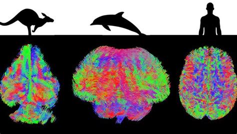 Mri Scan Of Brains Of 130 Species Of Mammals Including Humans
