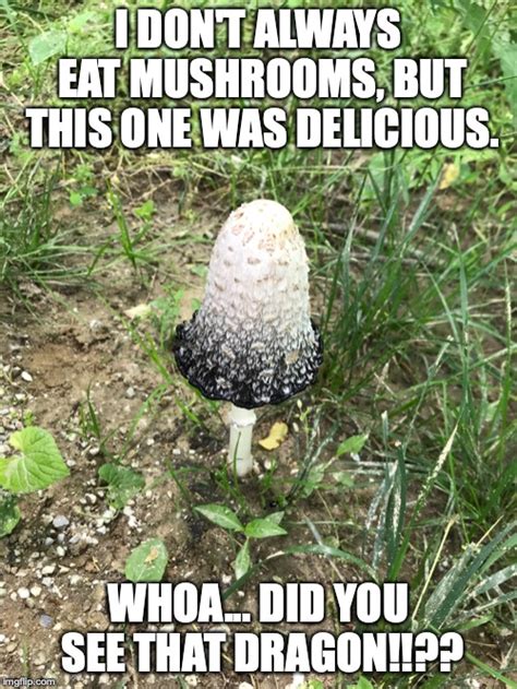 Magic Mushroom Meme Captions More