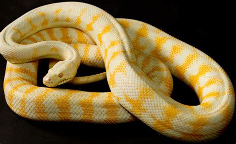 Arboreal Monsters Problems Of Albino Snakes Are There Any