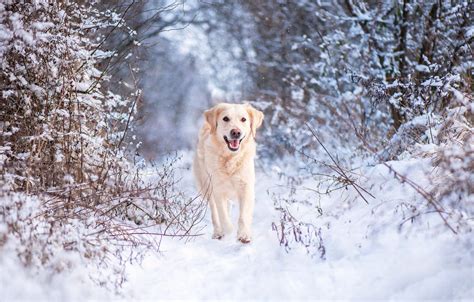 Обои зима иней лес язык взгляд снег ветки природа парк собака