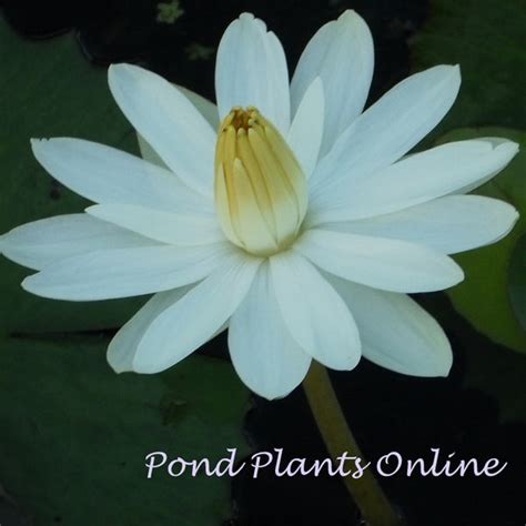 Trudy Slocum Water Lily Pond Plants Online