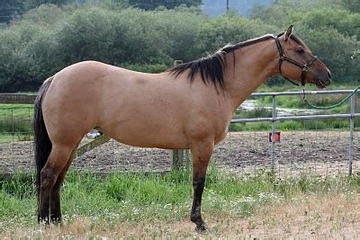 Buckskin horse breed information & typical breed photos. DeltaBluez Stockdogs: Dun (Buckskin) AQHA Mare for Sale