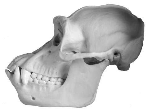 Chimpanzee Skull Side View Skull Side View Chimpanzee Animal Bones