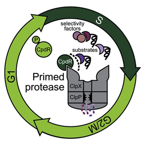 A Phosphosignaling Adaptor Primes The Aaa Protease Clpxp To Drive Cell