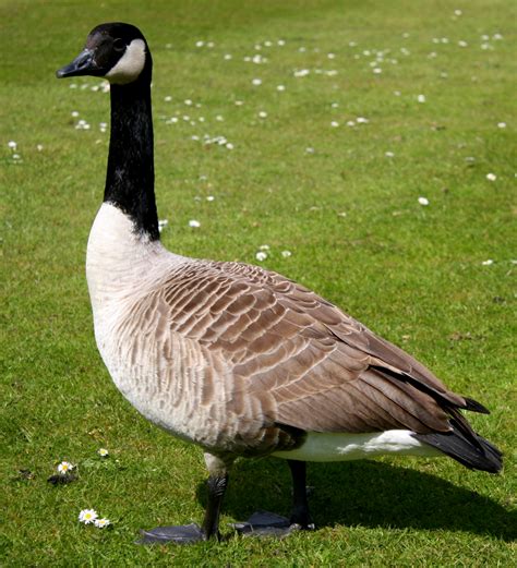 Canada Geese In New Zealand Wikipedia