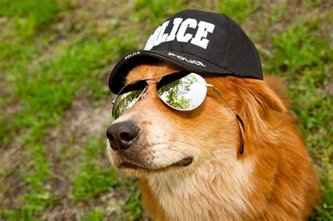 Golden Retriever Dog Wearing Police Hat And Glasses Stock Photo Download Image Now Istock
