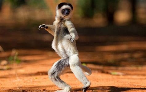 Cool Animals Pictures Amazing Dancing Funny Lemurs Photos
