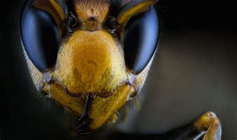 A commando unit is dropped behind the german lines in italy and its mission is to blow up a strategic dam. Asian giant 'murder' hornet nest found in Washington ...