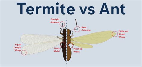 Flying Ants Or Termites