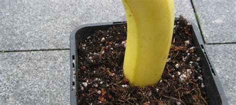 Wie Man Aus Einer Banane Eine Neue Pflanze Zieht Mit Bildern Banane