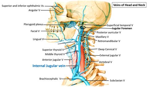 Internal Jugular Vein Course Tributaries Relations Anatomyqa