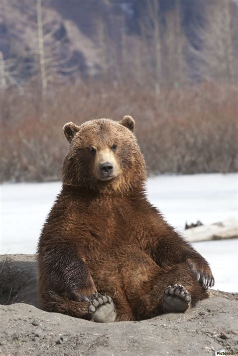 Captive Brown Bear Sits On Its Rump At Alaska Wildlife Conservation