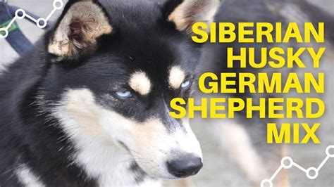 Husky shepherd mix dogs usually prefer canned food because it is smelly, easy to chew and looks like food they can find in the wild. Siberian Husky German Shepherd Mix Puppies - YouTube