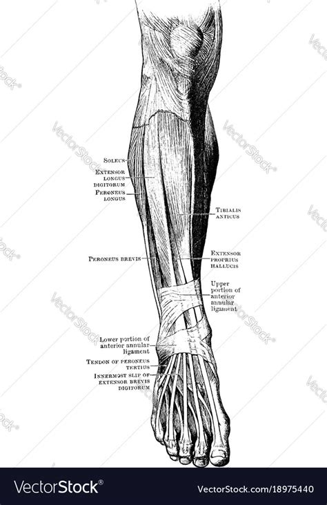 Left leg front step up. Front Leg Musclevtendon / Anatomy Of Knee : Both muscles ...