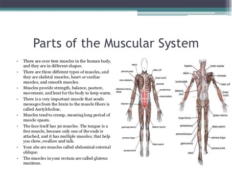 We'll also learn some fun. Muscular System Parts - Free Porn Star Teen