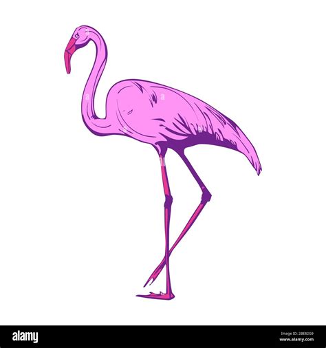 Flamingo Vector Vectors Hi Res Stock Photography And Images Alamy