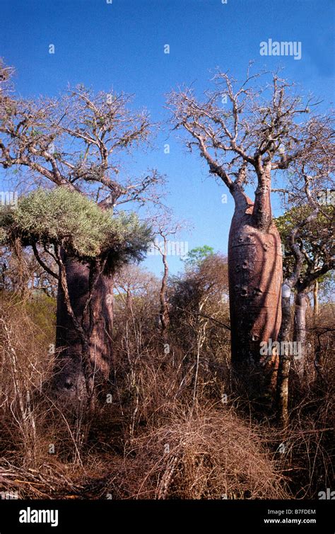 Baobab Trees Morondava Madagascar Adansonia Digitata Bombacaceae Africa