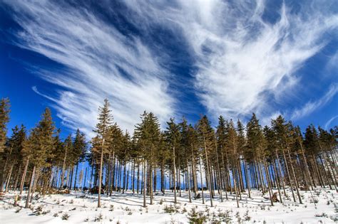 Free Images Landscape Tree Forest Wilderness Snow Winter Cloud