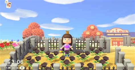 The simplest way to cultivate black roses is to plant four red roses in an x and water them regularly. 【Animal Crossing】Black Roses - How to Get & Breed【ACNH ...