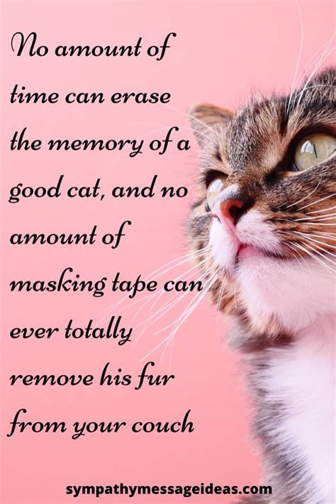 41 Heartfelt Loss Of Cat Quotes And Images Sympathy Card Messages