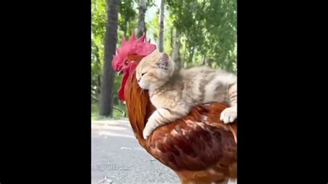 little pussy riding big cock youtube