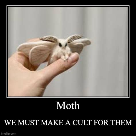 Moth Imgflip