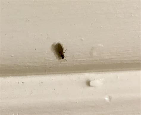 Louisiana These Little Ant Like Bugs That Form A Line