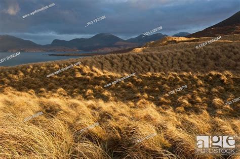 Dune Grass Luskentyre Beach Isle Of Harris Western Isles Scotland