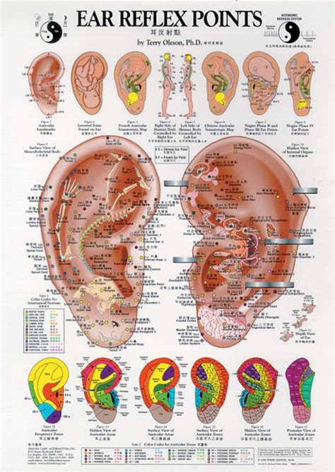 Acupuncture And Reflexology Reflexology Charts Posters And Cards