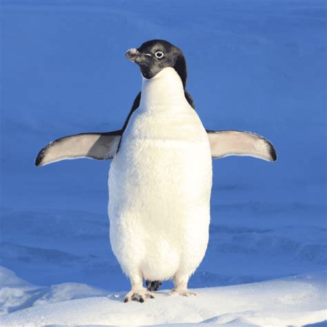 Sintético 105 Foto Porque Los Pingüinos Están En Peligro De Extinción