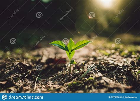 Planting Trees Tree Growth Seeding Fourth Step Seed Is A Tree Royalty