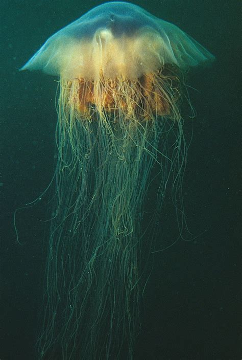 The huge bell and long tentacles pulse with colour and light, like some visitor from another world. Lion's Mane Jellyfish Facts, Pictures, Information & Video