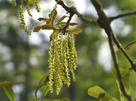 The english oak acorns are on stalks but the closely. When You're Allergic to Trees | Personal Health | ithaca.com
