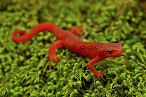 7 Interesting Facts About Eastern Newts The Critter Hideout