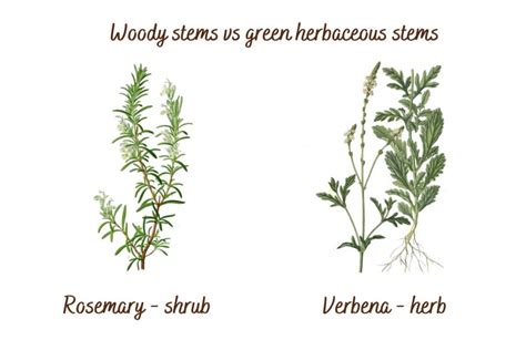10 Differences Between Herbs And Shrubs SimplyBeyondHerbs
