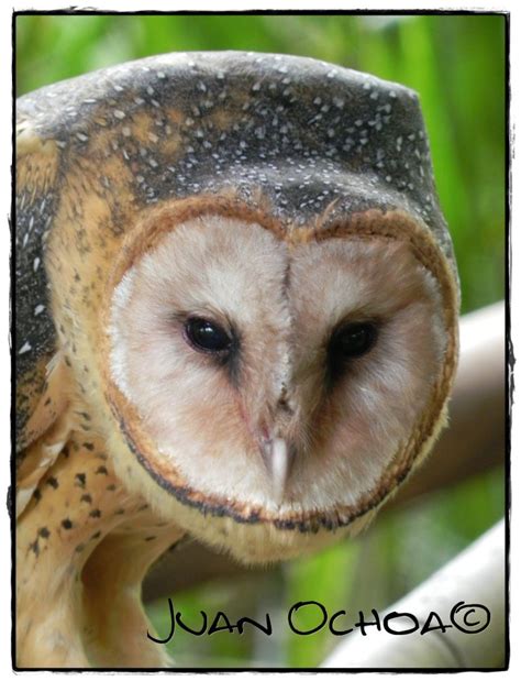 The western barn owl (tyto alba) is usually considered a subspecies group and together with the american barn owl group, the eastern barn owl group, and sometimes the andaman masked owl make up the barn owl. tyto-alba-1 - One Bird Per Day/Un Ave Por Día #1.194