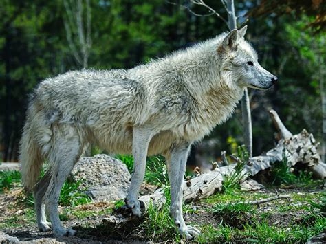 Wolf Wolves Predator Carnivore Dd Wallpapers Hd Desktop And