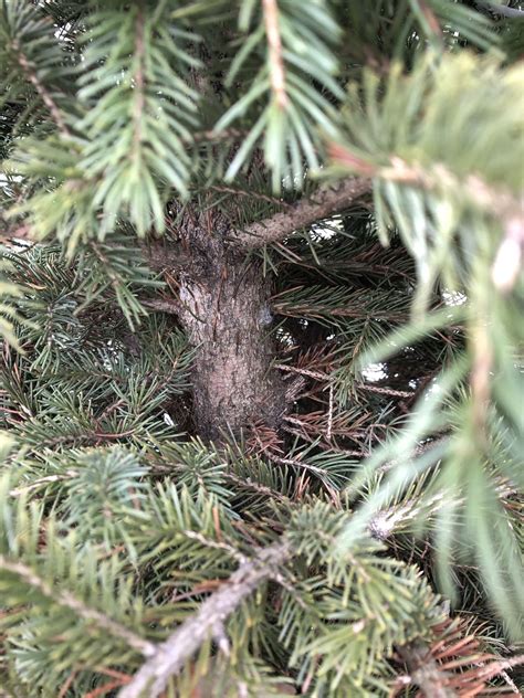 Your Northeast Ohio Christmas Tree Is Crawling With Bugs Inside Your