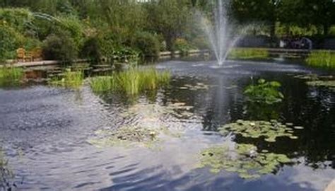 Most mosquitoes lay their eggs in outdoor swamps and puddles. How to Have a Pond Without Attracting Mosquitoes | HomeSteady