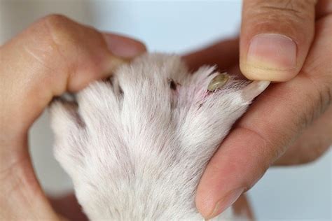 Heska Allergy Testing Facts And Cost Southern Cross Vet